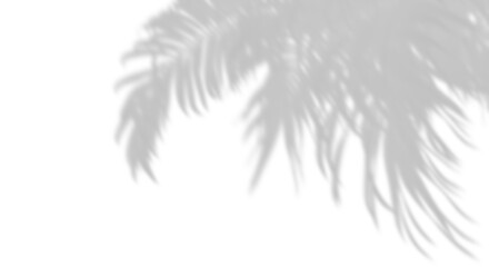 Shadow palm leaves blow movement on transparent backgrounds 3d render Png