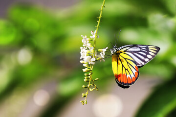 butterfly on a flower