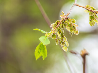 Ulmus minor or Elm tree in the suny day in spring. Elm is a deciduous and semi-deciduous tree comprising the flowering plant.