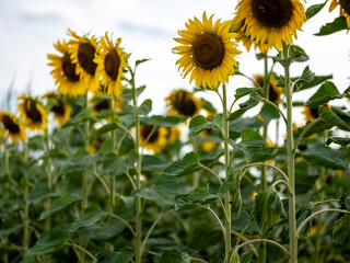 Field of Sunflowers in Summer - 684123968