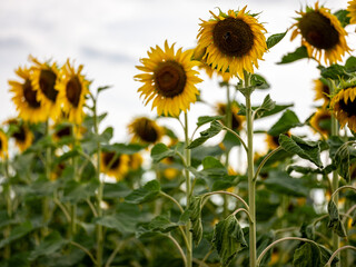 Field of Sunflowers in Summer - 684123969