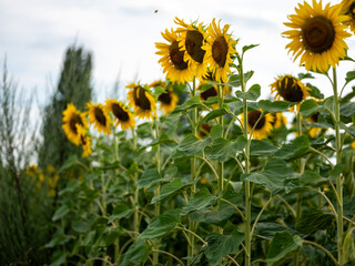 Field of Sunflowers in Summer - 684123985