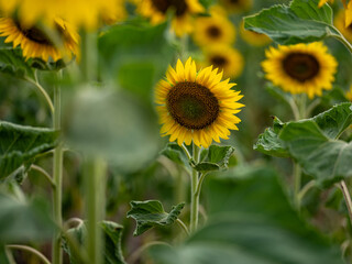 Field of Sunflowers in Summer - 684124103