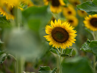 Field of Sunflowers in Summer - 684124112