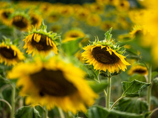 Field of Sunflowers in Summer - 684124134