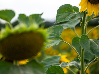 Field of Sunflowers in Summer - 684124141