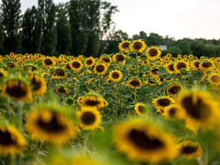Field of Sunflowers in Summer - 684124148