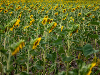 Field of Sunflowers in Summer - 684124185