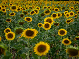 Field of Sunflowers in Summer - 684124186