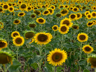 Obraz premium Field of Sunflowers in Summer