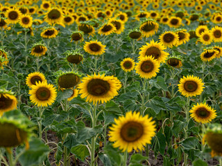 Field of Sunflowers in Summer - 684124192