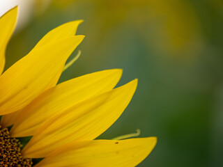 Field of Sunflowers in Summer - 684124302