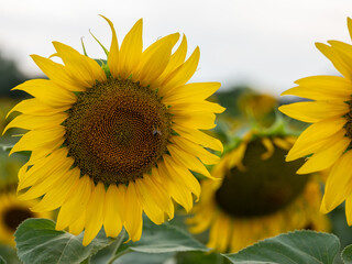 Field of Sunflowers in Summer - 684124308