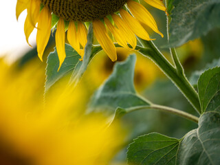 Field of Sunflowers in Summer - 684124319