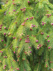 Fir branches with fresh shoots in spring.