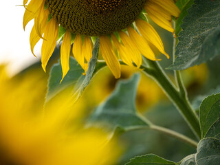 Field of Sunflowers in Summer - 684124326