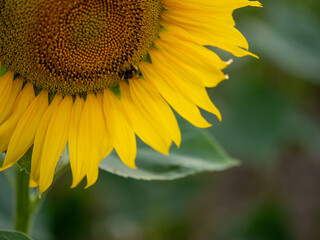 Field of Sunflowers in Summer - 684124506