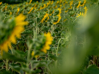 Field of Sunflowers in Summer - 684124575