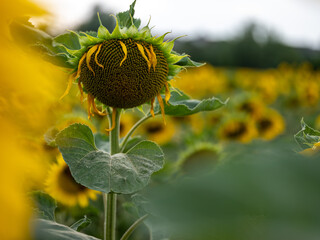 Field of Sunflowers in Summer - 684124578