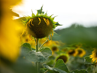 Field of Sunflowers in Summer - 684124580