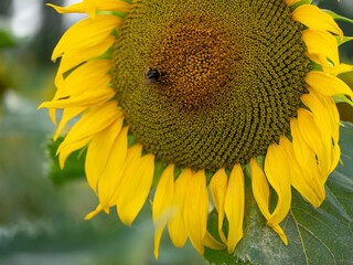 Field of Sunflowers in Summer - 684124582