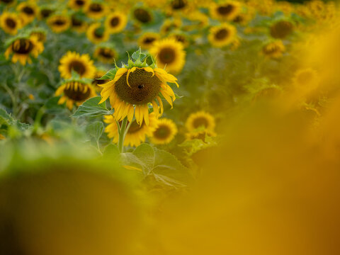 Field of Sunflowers in Summer