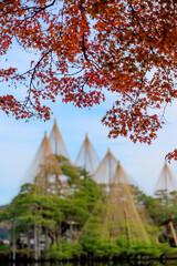 日本三代名園「兼六園」。金沢市を代表する観光スポットの紅葉。日本庭園と徽軫灯籠が見もの。