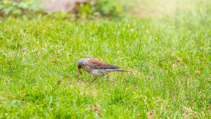Wood bird Fieldfare, Turdus pilaris, on a sprng lawn.