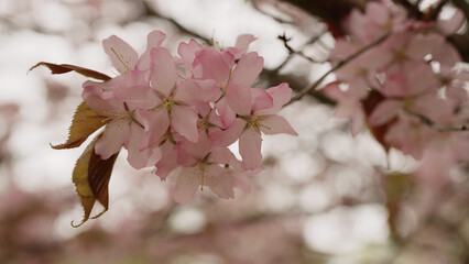 Photo of cherry blossom in spring closeup shot
