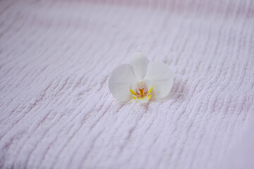 Fototapeta na wymiar pink soft towel with folds, pink soft texture of cotton towel with white orchid, concept of body care, spa