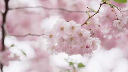 Naklejka premium Photo of cherry blossom in spring closeup shot