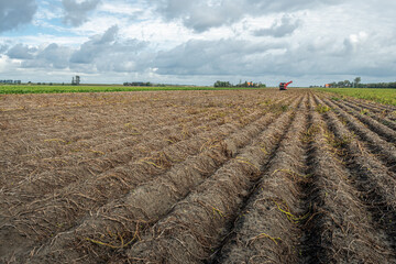 Dutch agricultural landscape with potato ridges. The foliage of the crop has withered and the...