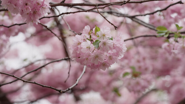 Photo of cherry blossom in spring closeup shot