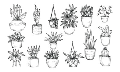 decorative plants handdrawn illustration engraving