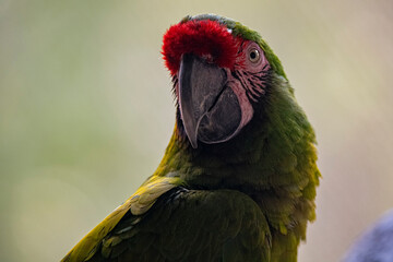 red and yellow parrot