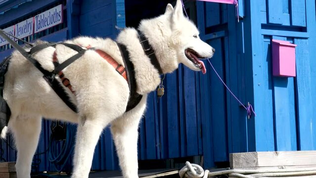 Bandage for a dog: a white dog and his owner are walking along the embankment wearing a special collar and a bandage on his leg. Victoria British Columbia, Canada Fisherman's wharf House Boat Home