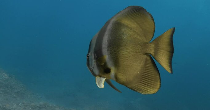 Amazing underwater view of a Batfish in the Indian ocean.