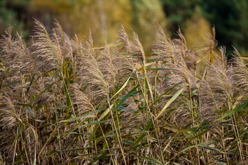 Kompozycja trawy na wietrze, łąki