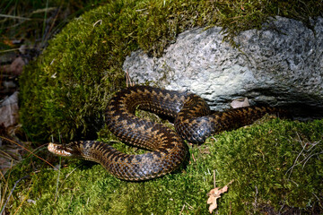 Common Adder // Kreuzotter (Vipera berus) - Sweden