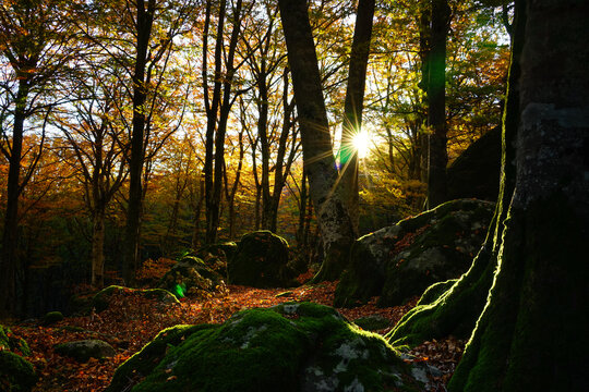 Autumn sunrise in Soriano nel Cimino beechwood, Lazio, Italy