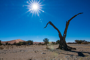 tree in desert