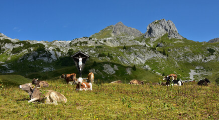Almweide am Schadonapass mit Hochkünzelspitze; Bregenzerwald; Vorarlberg; Österreich;