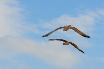 seagull in flight