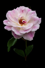 Obraz premium Rose, Rose Garden, Auckland, New Zealand