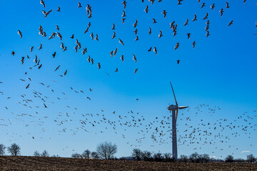 flock of seagulls and wind turbine