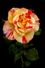 Rose, Rose Garden, Auckland, New Zealand