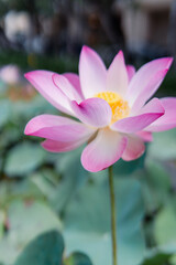 Fototapeta premium lotus close up