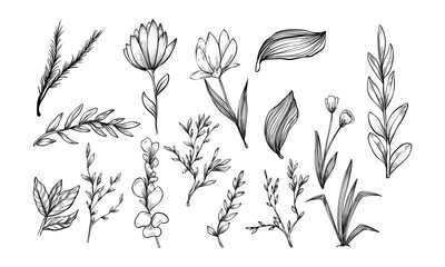 plant and flower handdrawn collection engraving