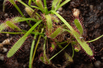  Drosera, carnivorous plant, outdoors close up