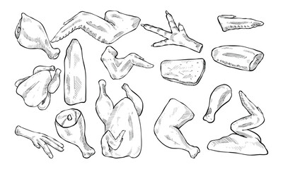 chicken body parts handdrawn collection engraving